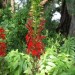 Cardinal Flower